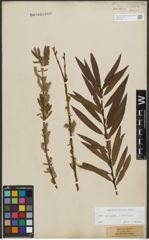 Foto von Salix purpurea L. x Salix viminalis L.